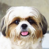 Shih Tzu Puppies For Sale - Premier Pups
