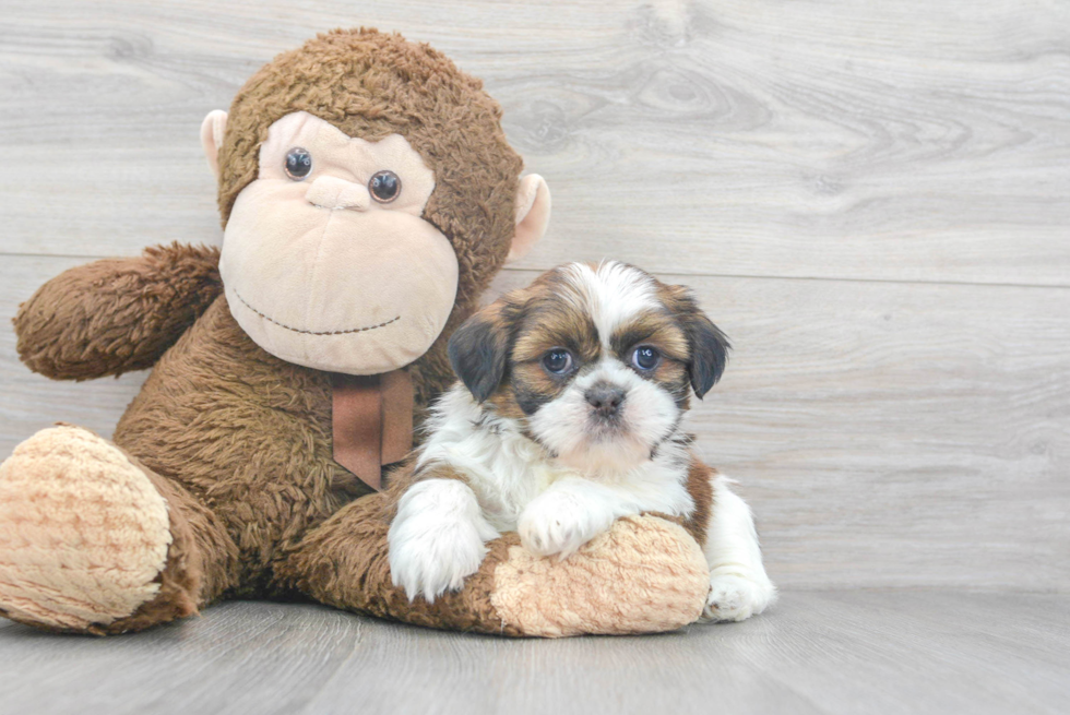 Best Shih Tzu Baby