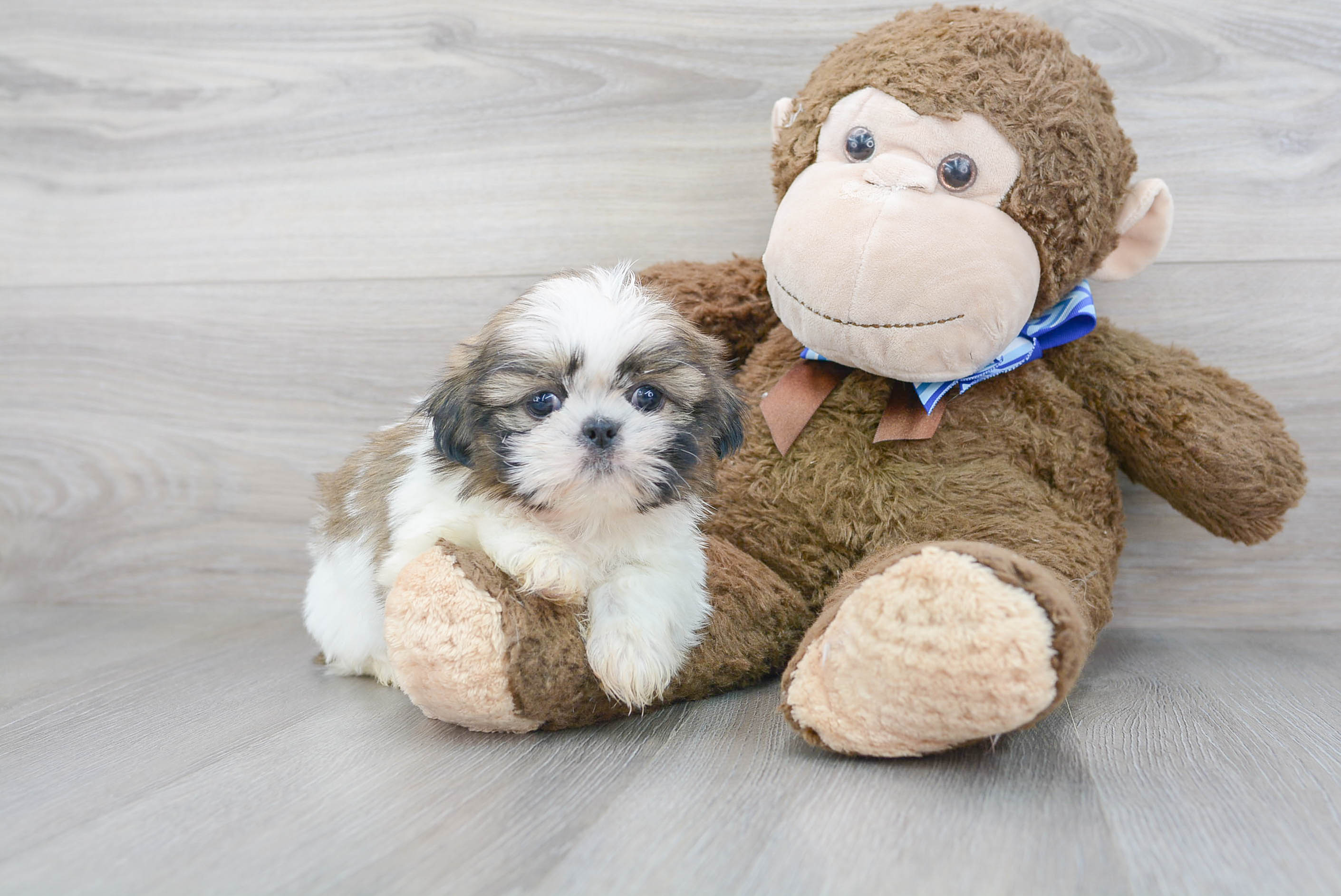 Shih Tzu Pup Being Cute