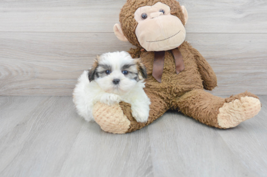Shih Tzu Pup Being Cute