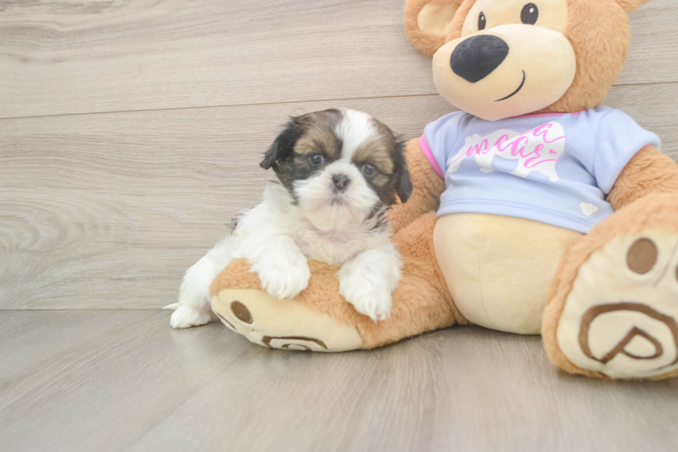 Shih Tzu Pup Being Cute