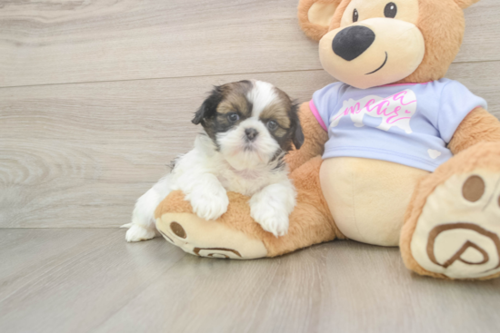 Shih Tzu Pup Being Cute