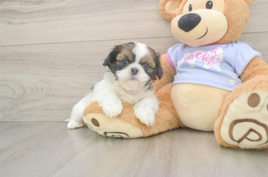 Shih Tzu Pup Being Cute