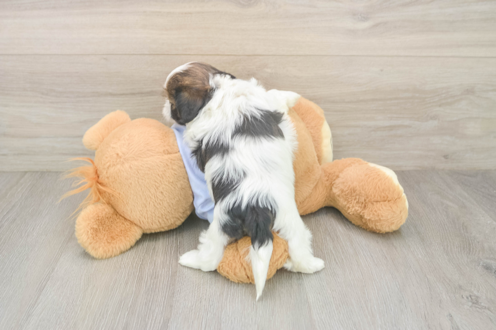 Smart Shitzu Purebred Puppy
