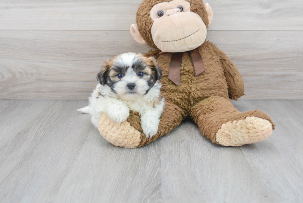 Shih Tzu Pup Being Cute