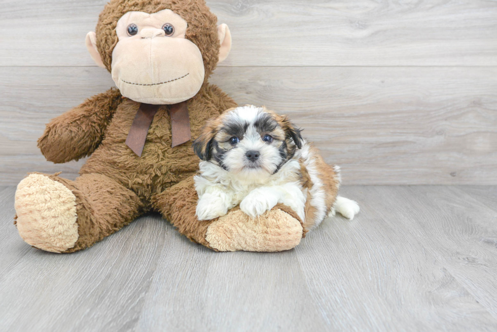 Shih Tzu Puppy for Adoption
