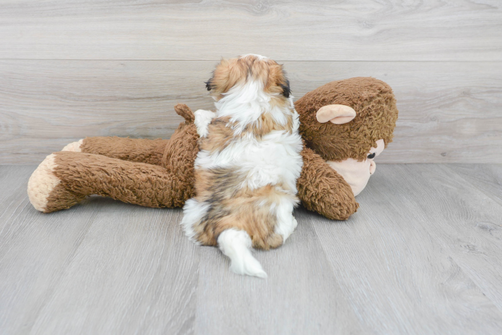 Hypoallergenic Shih Tzu Baby