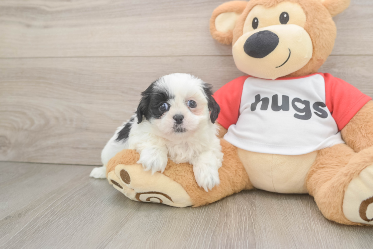 Energetic Shitzu Purebred Puppy