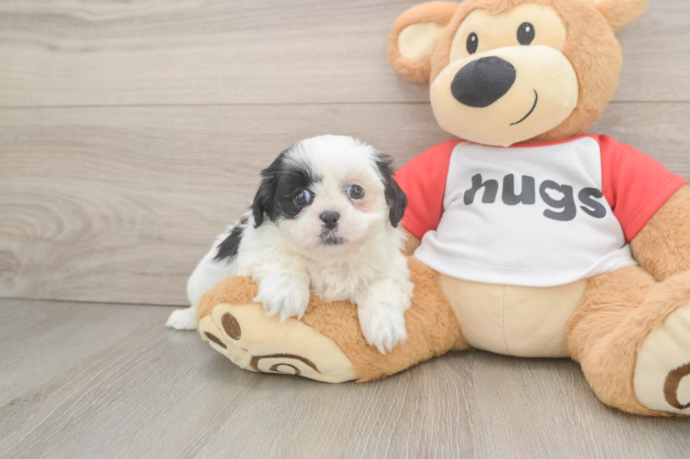 Energetic Shitzu Purebred Puppy