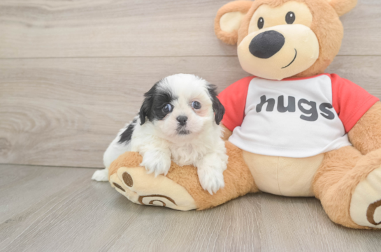 Energetic Shitzu Purebred Puppy