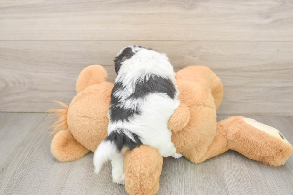 Shih Tzu Puppy for Adoption