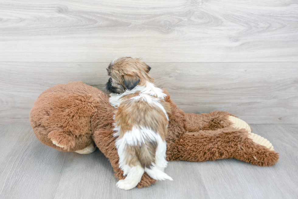 Smart Shitzu Purebred Puppy