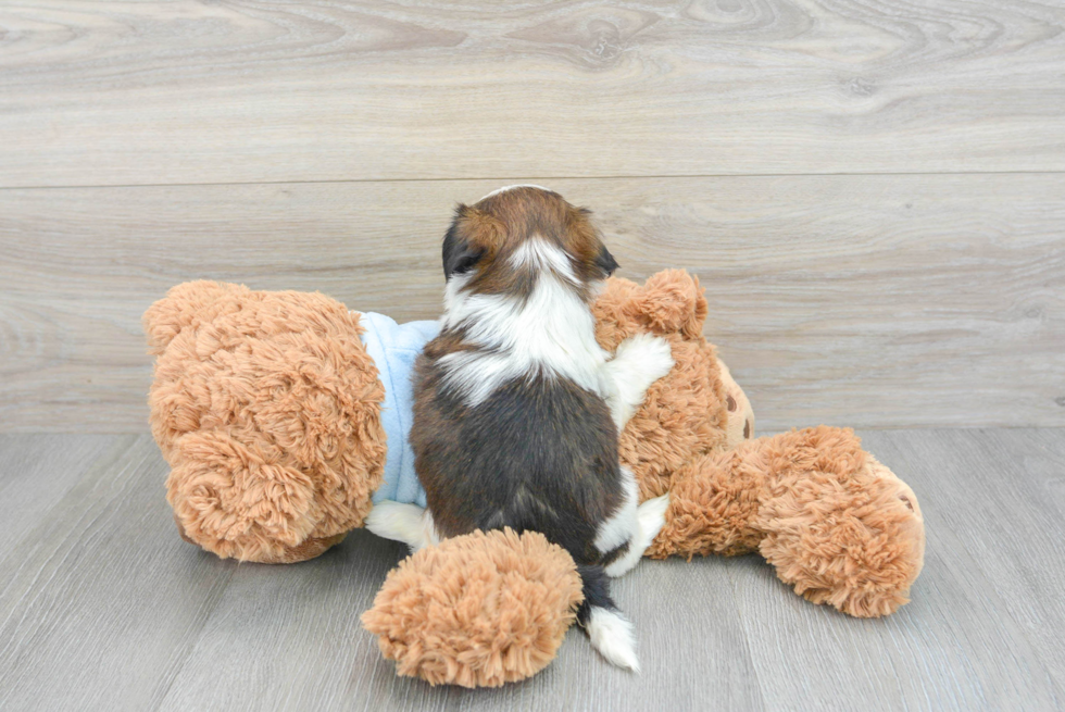 Shih Tzu Puppy for Adoption