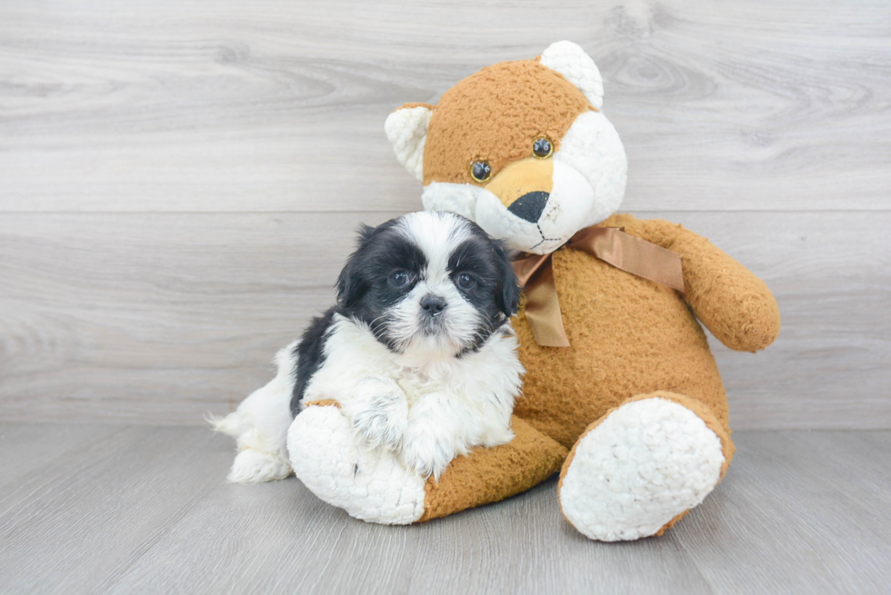 Hypoallergenic Poodle Baby