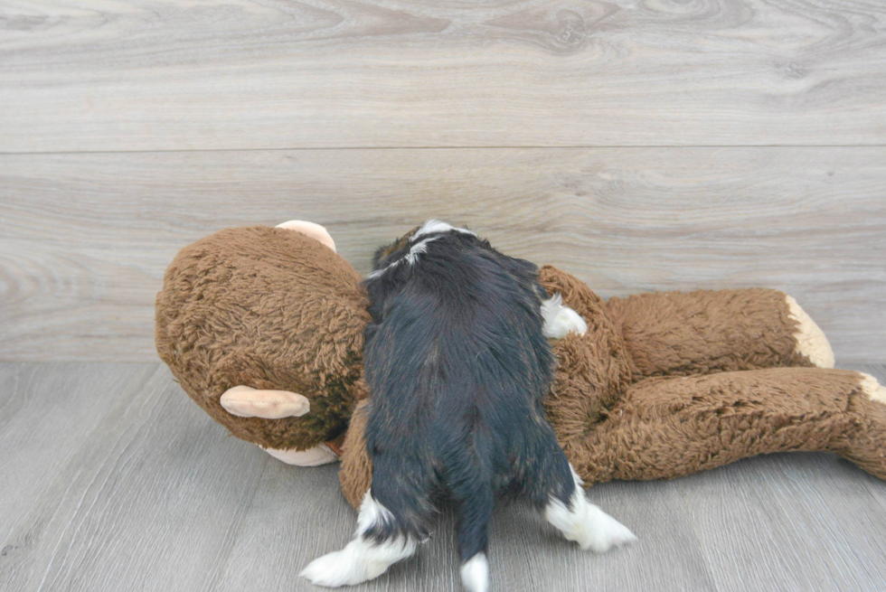 Shih Tzu Puppy for Adoption