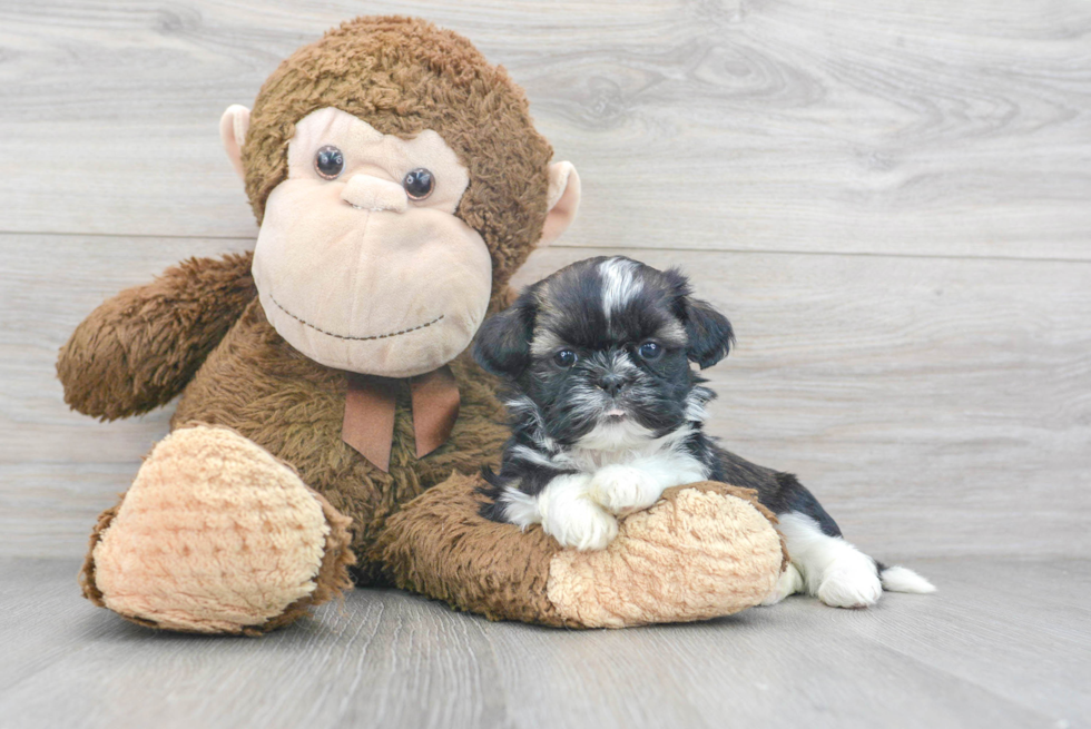 Shih Tzu Puppy for Adoption