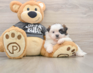 8 week old Shih Tzu Puppy For Sale - Premier Pups