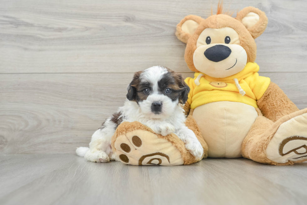 Friendly Shih Tzu Purebred Pup