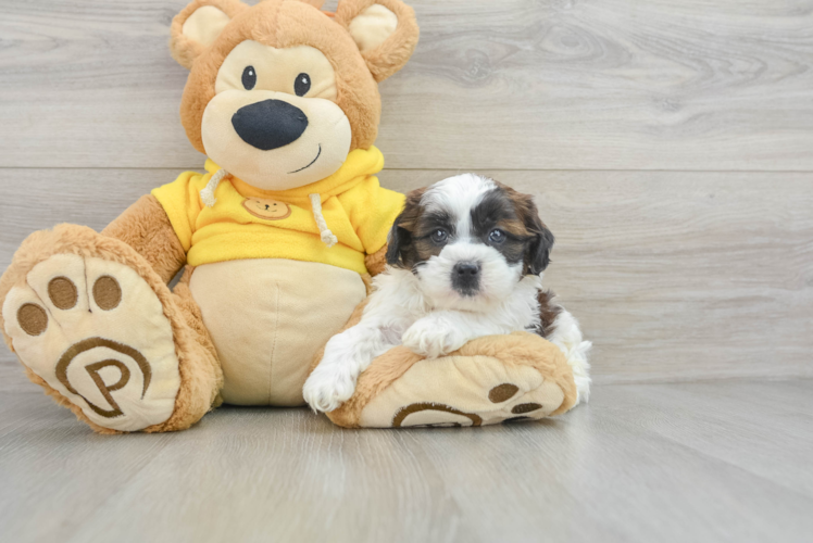 Popular Shih Tzu Purebred Pup