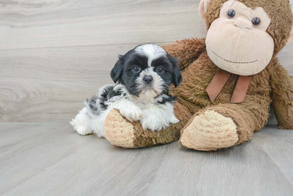 Shih Tzu Pup Being Cute