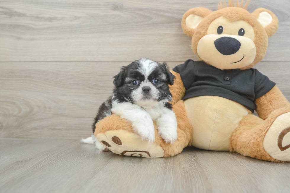 Shih Tzu Puppy for Adoption