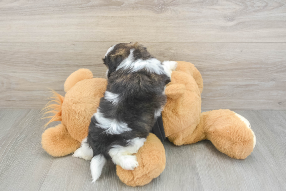 Hypoallergenic Shih Tzu Purebred Pup