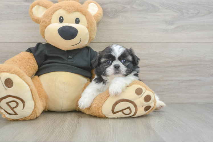 Petite Shitzu Purebred Puppy