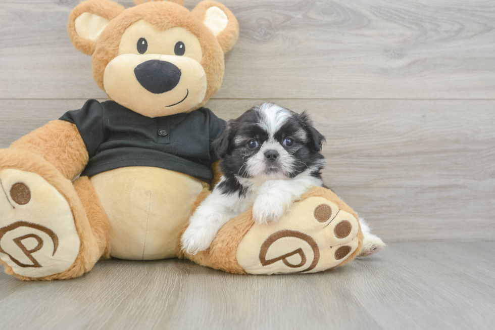 Petite Shitzu Purebred Puppy