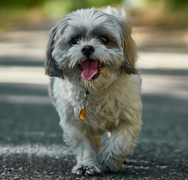 Shih Tzu Puppies For Sale - Premier Pups