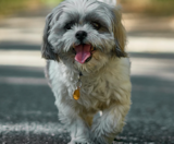 Shih Tzu Puppies For Sale Premier Pups