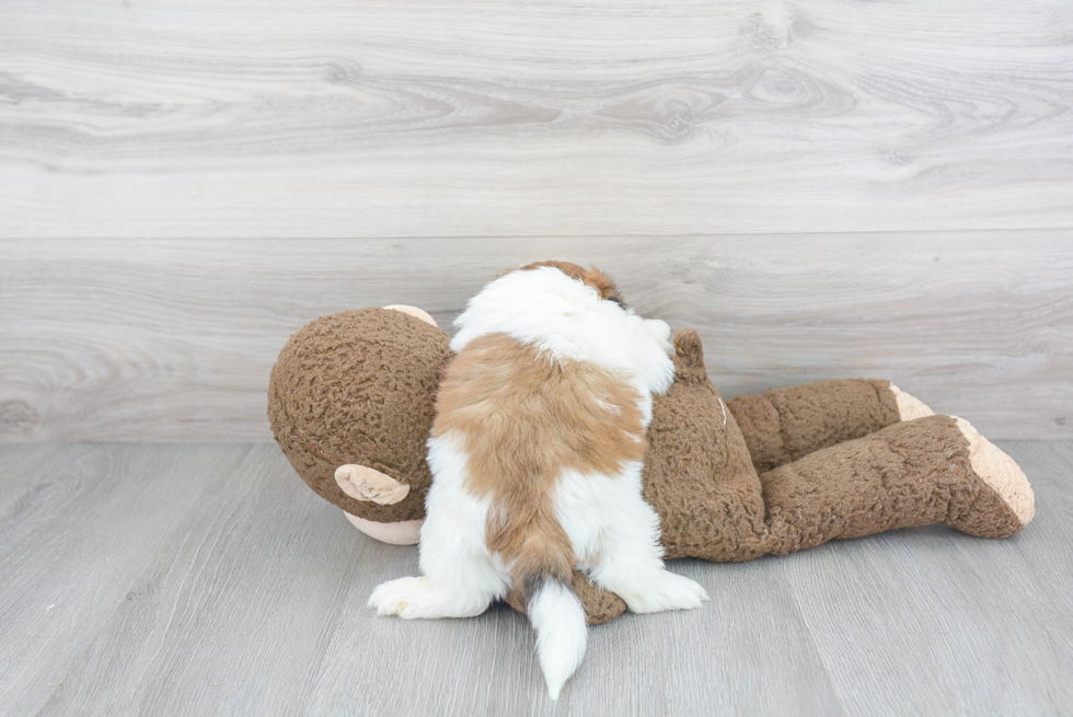 Friendly Shih Tzu Purebred Pup