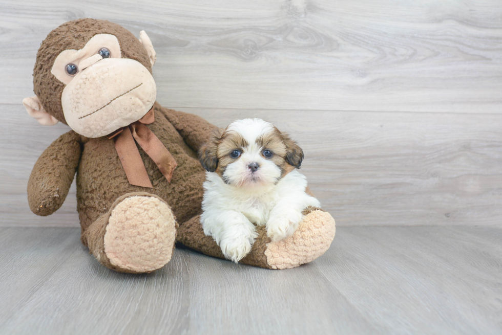 Shih Tzu Pup Being Cute