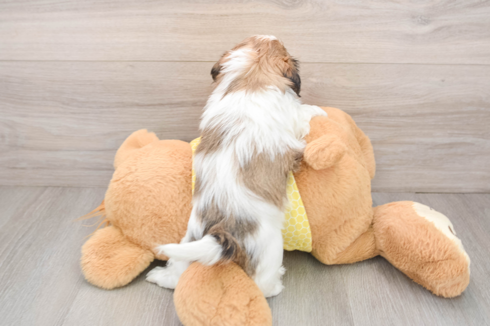 Shih Tzu Pup Being Cute
