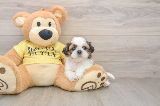 Shih Tzu Puppy for Adoption