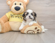 5 week old Shih Tzu Puppy For Sale - Premier Pups