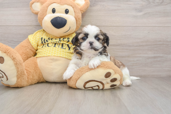 Shih Tzu Pup Being Cute