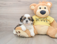 5 week old Shih Tzu Puppy For Sale - Premier Pups