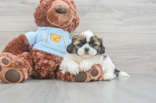 Shih Tzu Pup Being Cute