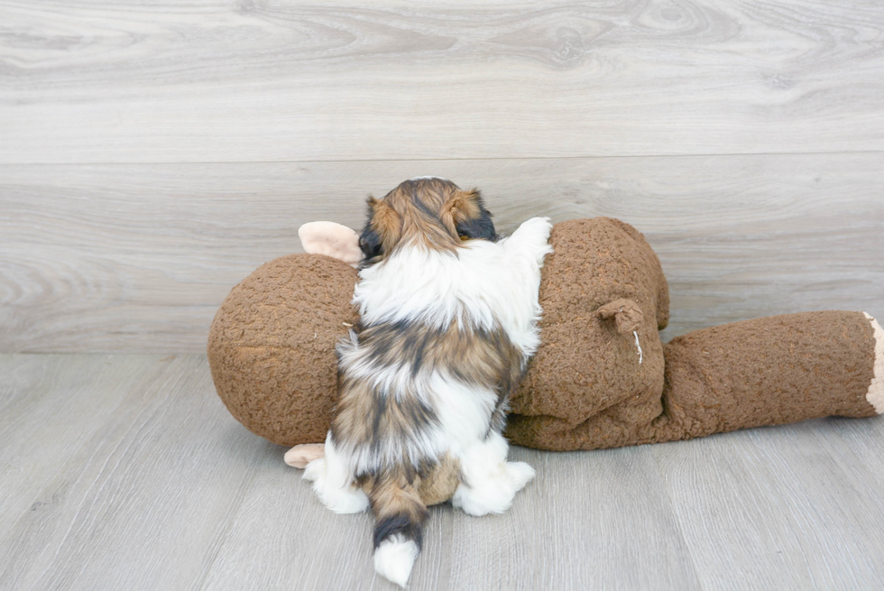 Shih Tzu Pup Being Cute