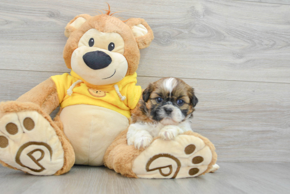 Best Shih Tzu Baby