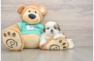 Shih Tzu Pup Being Cute