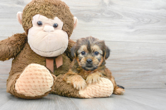 Shorkie Puppy for Adoption