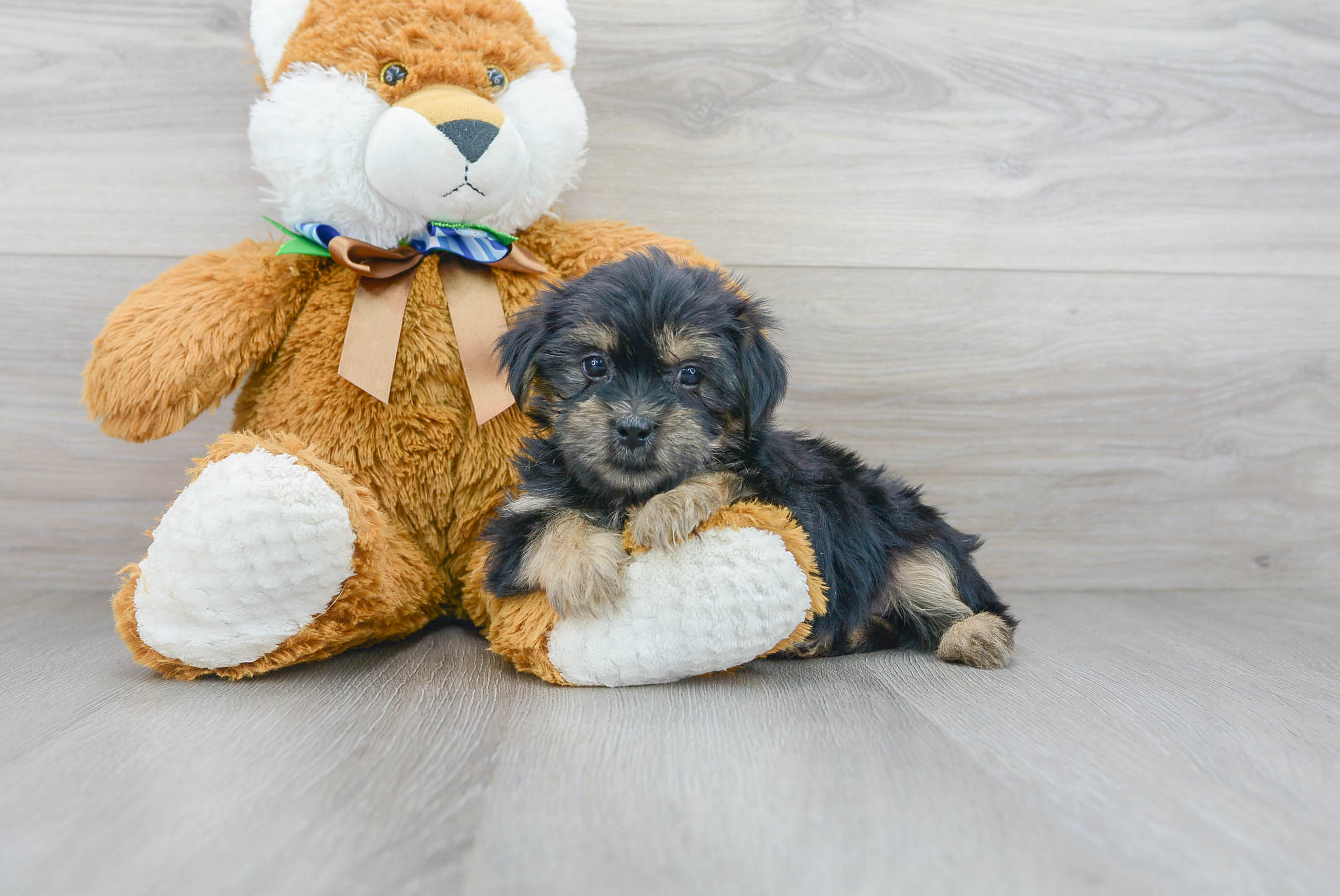 Shorkie Pup Being Cute