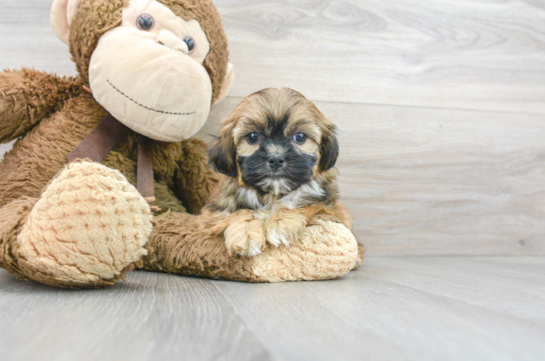 Shorkie Pup Being Cute
