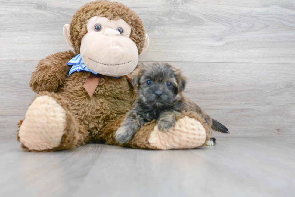 Shorkie Pup Being Cute