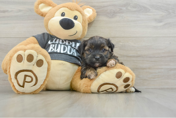 Shorkie Pup Being Cute