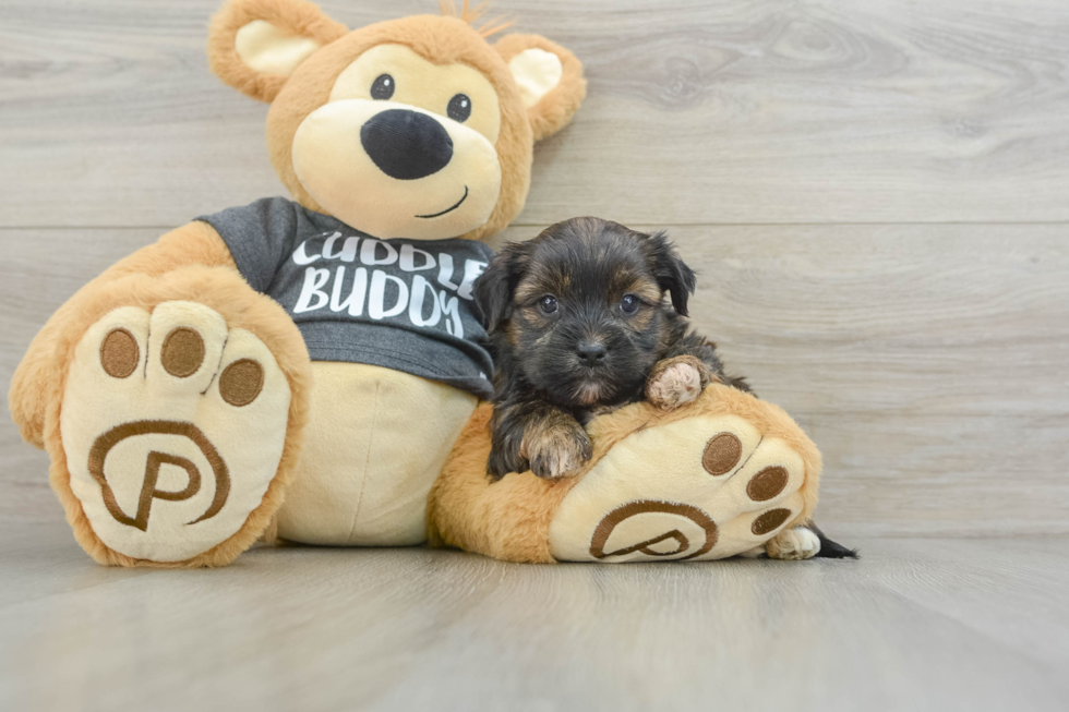 Shorkie Pup Being Cute