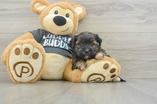 Shorkie Pup Being Cute