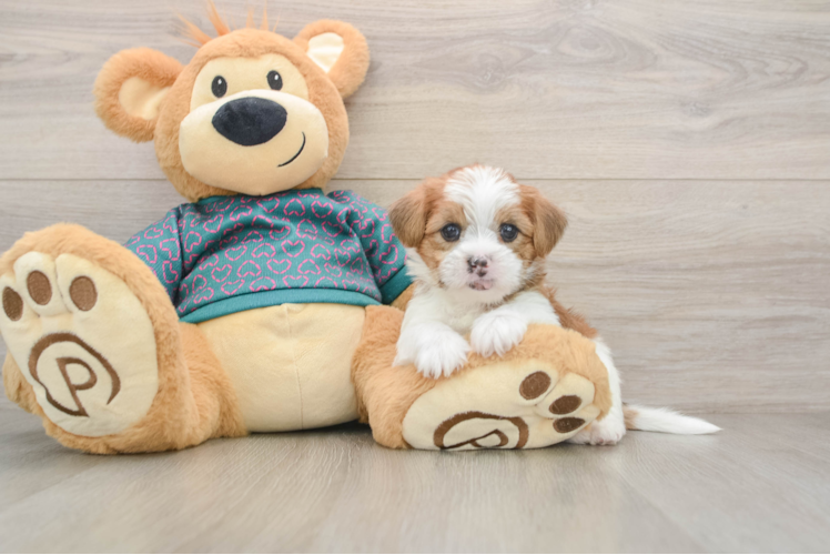 Popular Shorkie Designer Pup