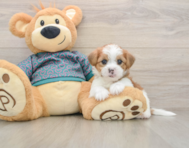 6 week old Shorkie Puppy For Sale - Premier Pups